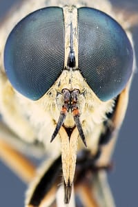 Oczy owada symetryczne – fotografia makro front Makrofotografia owadów ekstremalne zbliżenie oczu złożonych owada widok frontalny, fotografia makro natury z detalami mikrosoczewek i strukturą głowy