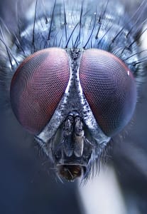 Oczy muchy – ekstremalne makro symetryczne Makrofotografia owadów mucha – ekstremalne zbliżenie oczu złożonych i mikrosoczewek, fotografia makro w chłodnej kolorystyce, detale natury HD