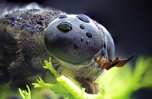 Owad makro na liściu – detal oka złożonego Makrofotografia owadów ekstremalne zbliżenie oka złożonego owada na zielonym liściu, fotografia przyrodnicza makro z widoczną strukturą mikrosoczewek