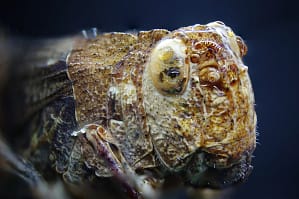 Owad konik polnymakro – tekstura pancerza Makrofotografia owadów konik polny makro zbliżenie oka i chropowatej powierzchni pancerza, fotografia przyrodnicza ekstremalne detale natury