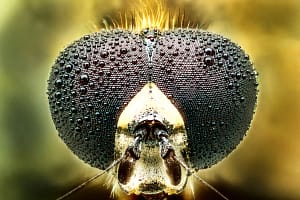 Oczy owada z kroplami rosy – makrofotografia Makrofotografia owadów oczy złożone pokryte kroplami rosy, ekstremalne zbliżenie symetryczne, fotografia przyrodnicza makro w wysokiej rozdzielczości