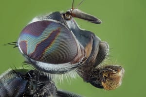 Oko owada makro – fotografia ekstremalna Makrofotografia owadów ekstremalne zbliżenie oka złożonego z widoczną siatką mikrosoczewek, fotografia przyrodnicza makro w wysokiej rozdzielczości
