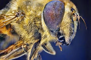 Pszczoła w złotym świetl Makrofotografia owadów pszczoła z profilu, zdjęcie makro oka i skrzydeł w ciepłym świetle, ekstremalne zbliżenie natura fotografia przyrodnicza