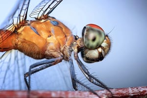Profil ważki w makro Ważka makro fotografia profil boczny detal głowy i skrzydeł owada ekstremalne makro