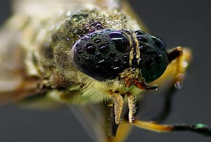 Fasetkowe oko owada Końska mucha oko owada makrofotografia krople wody struktura fasetkowa extreme macro entomologia
