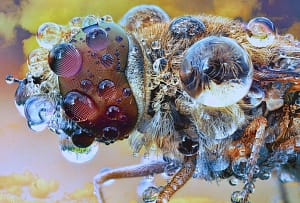 Makrofotografia owada w kroplach rosy – ekstremalne makro Makrofotografia owadów – ekstremalne zbliżenie oka owada pokrytego kroplami rosy, fotografia przyrodnicza makro, detale natury w wysokiej rozdzielczości
