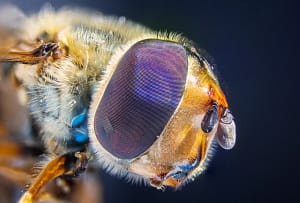 Owad makro – detal oka i owłosienia Makrofotografia owadów – ekstremalne zbliżenie oka złożonego i włosków, fotografia makro natury, szczegółowa anatomia owada w wysokiej jakości
